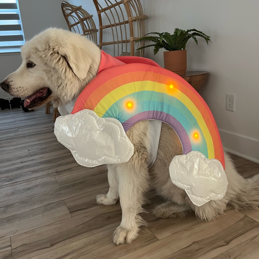 XL Dog LED rainbow costume